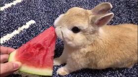 吃瓜兔微,揭秘娱乐圈幕后故事