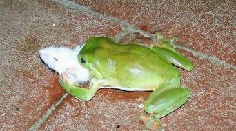 青蛙现场吃瓜,揭秘夏日消暑新潮流