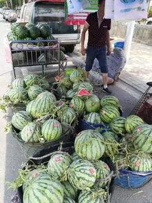 浙江校园吃瓜事件,揭秘校园食品安全风波